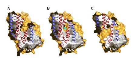 Outward- and inward- facing cavities in Mhp1.