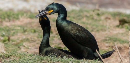 Researcher Featured on BBC's Springwatch