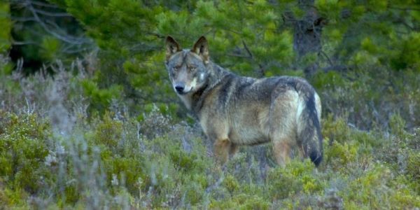 Learning from those who live with wolves