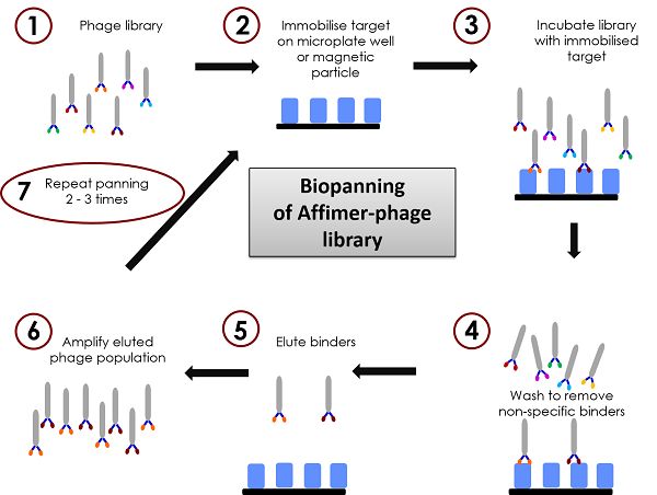 Phage display from the BioScreening Technology Group at the University of Leeds