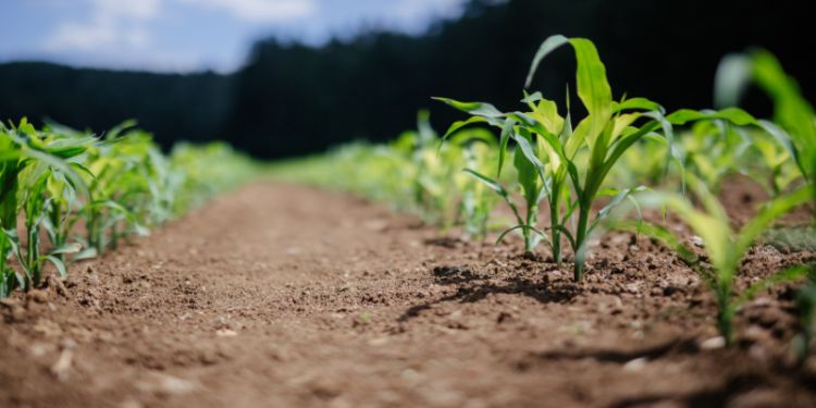 Building resilient food systems for a healthier future