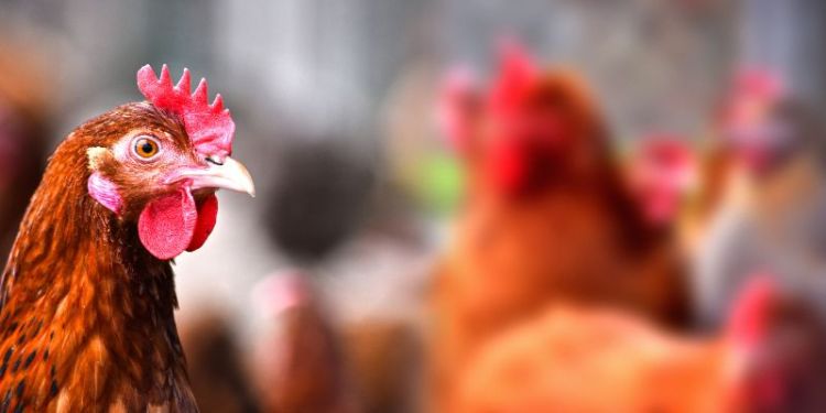 Leeds expert joins Government bird flu task force