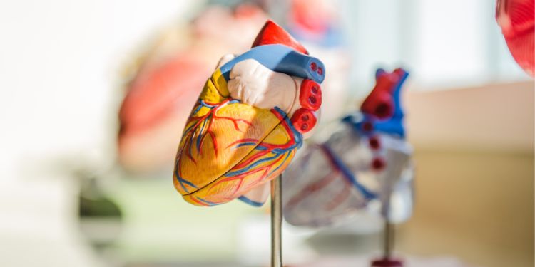 Getting to the heart of thick-filament structure