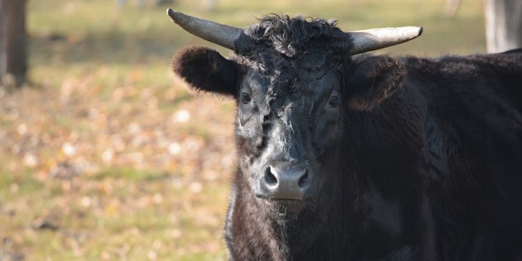 The protein helping to explain foot-and-mouth's infectiousness