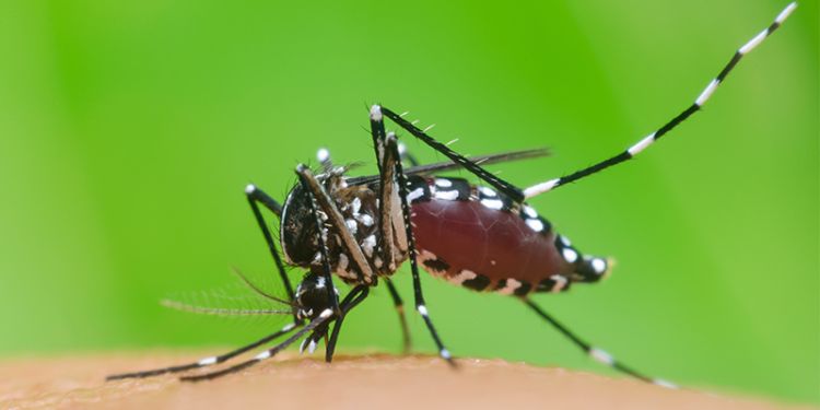 Species invasions can teach us about COVID-19