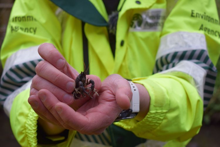 More rescued crayfish moved to safety