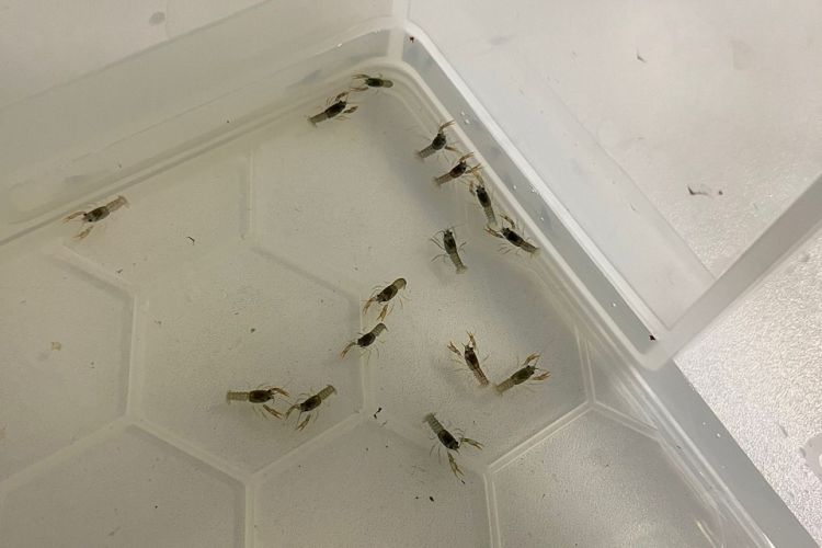 Baby white clawed crayfish