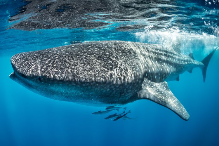New software program could boost protections for animals on the move on land and at sea