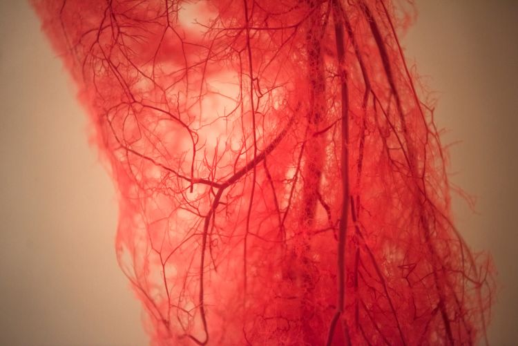 Growing new blood vessels could provide new treatment for recovering movement