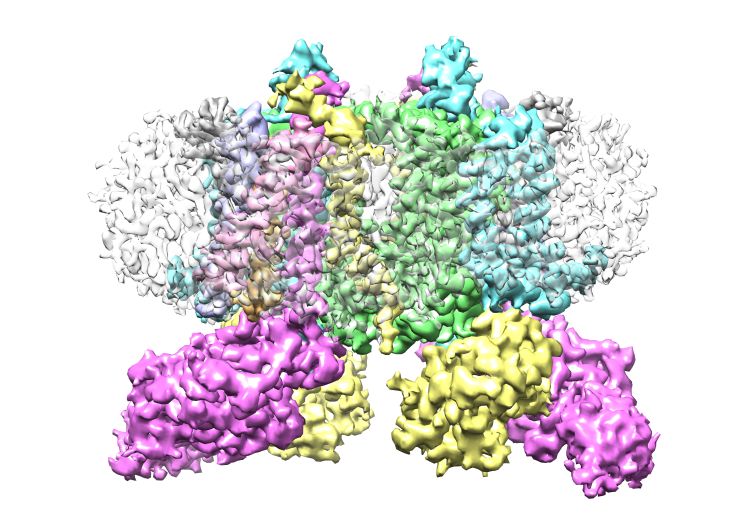 Scientists unlock key to photosynthesis
