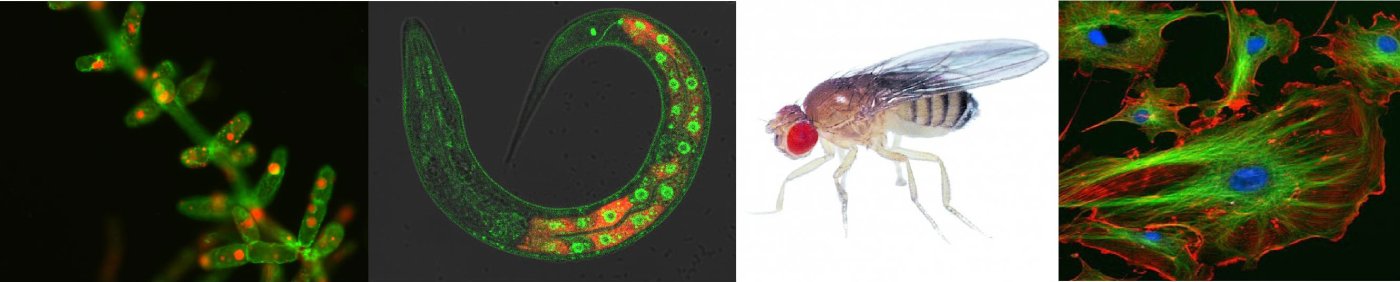 Cell and organismal biology research in the Faculty of Biological Sciences