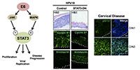 HPV-induced keratinocyte proliferation is mediated by STAT3 phosphorylation (courtesy Dr. Andrew Macdonald)