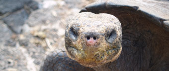 Protection of biodiversity in the Galapagos Islands