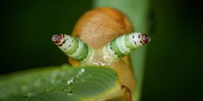 Parasites are ecological dark matter – and they need protecting
