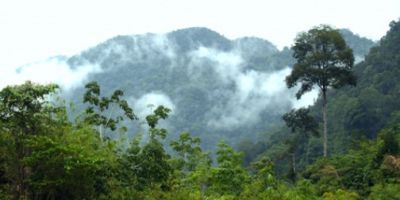 Large animals play a key role in mitigating climate change in tropical forests by spreading the seeds of large trees that have a high capacity to store carbon, new research has found.