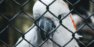 Bird in cage