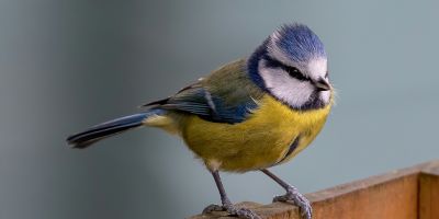 Blue tit sitting on a fence