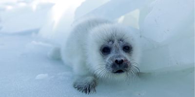 Caspian seal pup