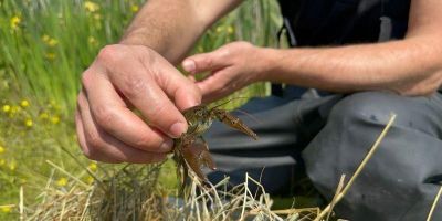 A native white-clawed crayfish