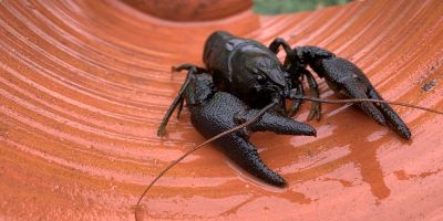 A native crayfish