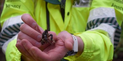 A white clawed crayfish