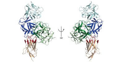 A structure of Fascin 1 bound to NB 3E11. Fascin 1 is shown in dark, light blue and green. Nb 3E11 is shown in beige.