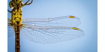 Dragonfly_credit Jack Kaminski