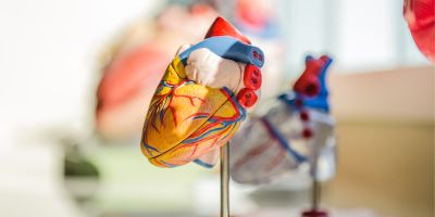 Human heart