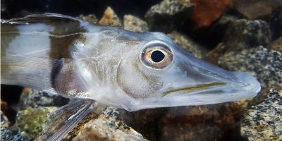 Icefish jeb
