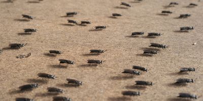 Fly larvae