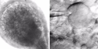 The body’s peripheral nervous system could be capable of interpreting its environment and modulating pain, neuroscientists have established, after studying how rodents reacted to stimulation.