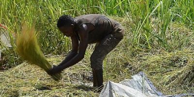 The programme, led by Professor Tim Benton, will conduct research activities in South Africa, Tanzania, Zambia, Malawi and the UK.