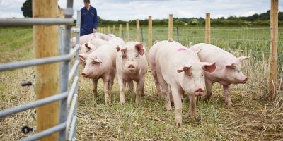 Outdoor pig facility