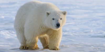 Polar bear