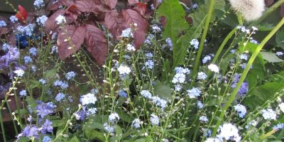 Forget me not flowers