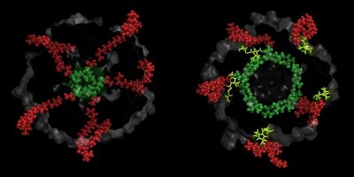 Scientists have developed a new technique to trick bacteria into revealing hundreds of holes in their cell walls, opening the door for drugs that destroy bacteria’s cells.