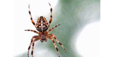 Spider_credit ed van duijn