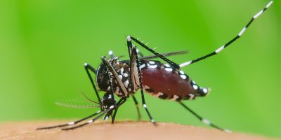 Tiger mosquito