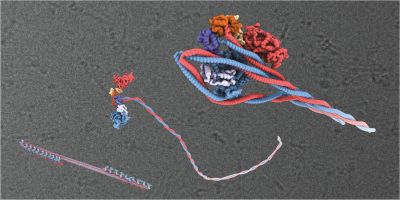 The three states of myosin – at the top, in its inactive state; in the middle, its active state and at the bottom combining to form myosin filaments.