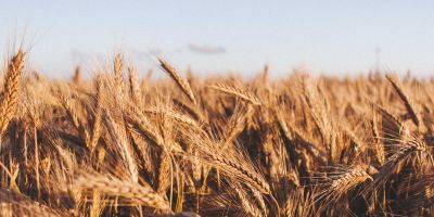 Wheat
