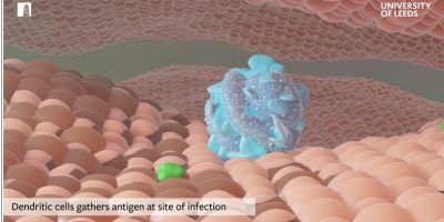 Fbs imunology animation
