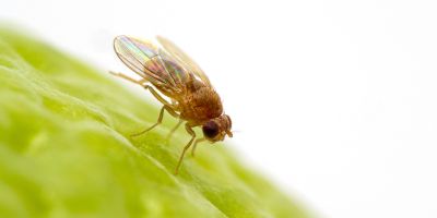 Fruit fly on green leaf