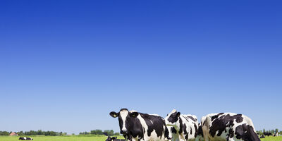 Cows in field