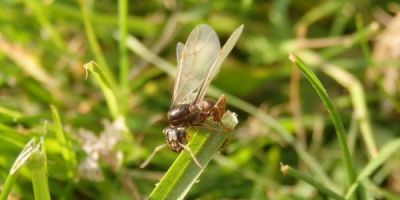 Flying ant