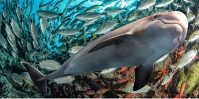 Dolphin