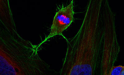 Cellular techniques in the Faculty of Biological Sciences