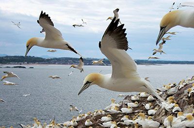Gannets