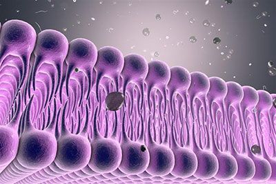 Membrane wall