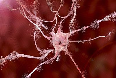 Our Neuroscience research seeks to understand how the nervous system, the most complex and highly organised part of the body, is able to generate perception, thoughts and behaviour.