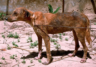 Genetic control of canine leishmaniasis based on genome-wide association studies